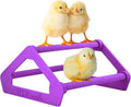 Roosting Perch for Baby Chickens, Chick Brooder Coop Training Toy Accessory, Easy Click Together Assembly, Durable Plastic, Mix and Match Colors, USA Made (Purple, 1 Pack)