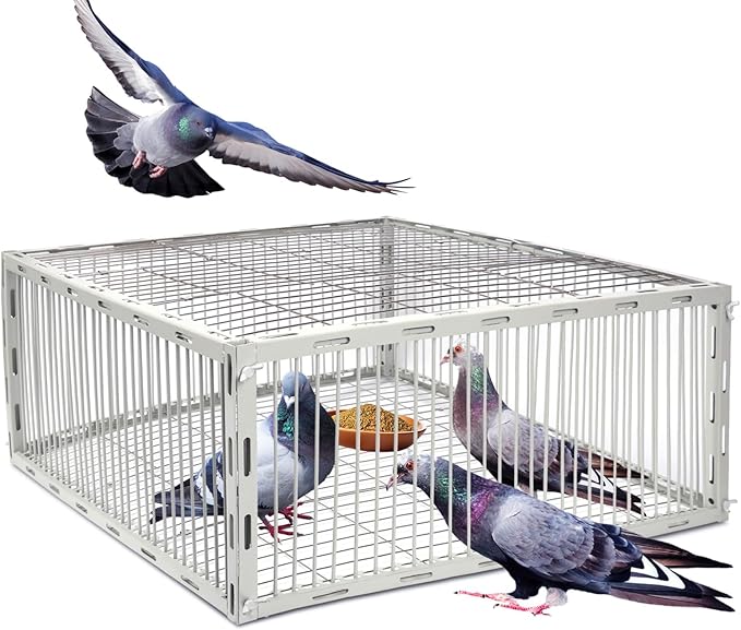 Pigeon Trap Cage with Escape-Proof Design – Auto Bird Trap Cage for Pigeons and Small Birds | Multi-Catch Pigeons Birds Traps for Sale with Well Anti-Rust Baking Paint- L Size