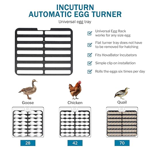 Incubator Warehouse HovaBator 2370 Starter Incubator Kit with Circulated Air Incubator - Egg Incubator with Automatic Egg Turner for Hatching Chicken - Goose, Duck, Turkey, Quail, Chicken Incubator