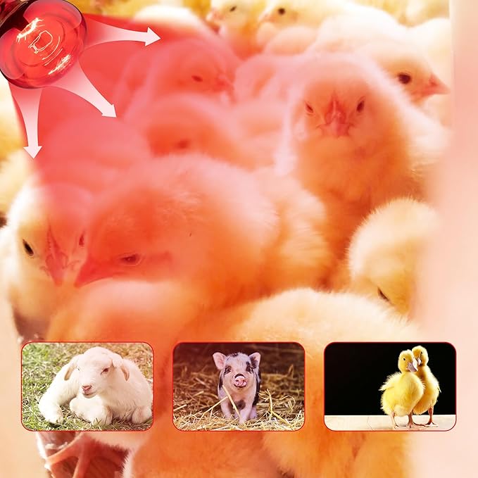 4 Pack 250W Heat Lamp Bulbs for Chicks, R40 Red Heat Lamp for Chickens, Infrared Heating Bulbs for Brooder Heater, I Incandescent Heat Bulb for Pet, Bathroom, Food