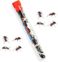 25 Live Red Harvester Ants for Ant Habitats - Live Arrival, Shipped Now - Perfect for Educational Science Projects & Interactive Ant Habitat Experience