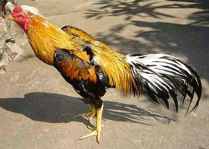 A.D.P. Rooster Booster Protection Fighting Rooster Gamefowl Protective Chicken Supplies Poultry Chickens Mitt Safety, Botas para GALLOS BREEDING, 2 Pairs Blue & Red Fabric Handmade Leg Protect Care