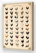 Wallpicss Chicken Poster Framed Educational Wall Art Canvas Print Breeds of Poultry Knowledge Poster Vintage Farm Animal Wall Decor Pictures 12x18 inches