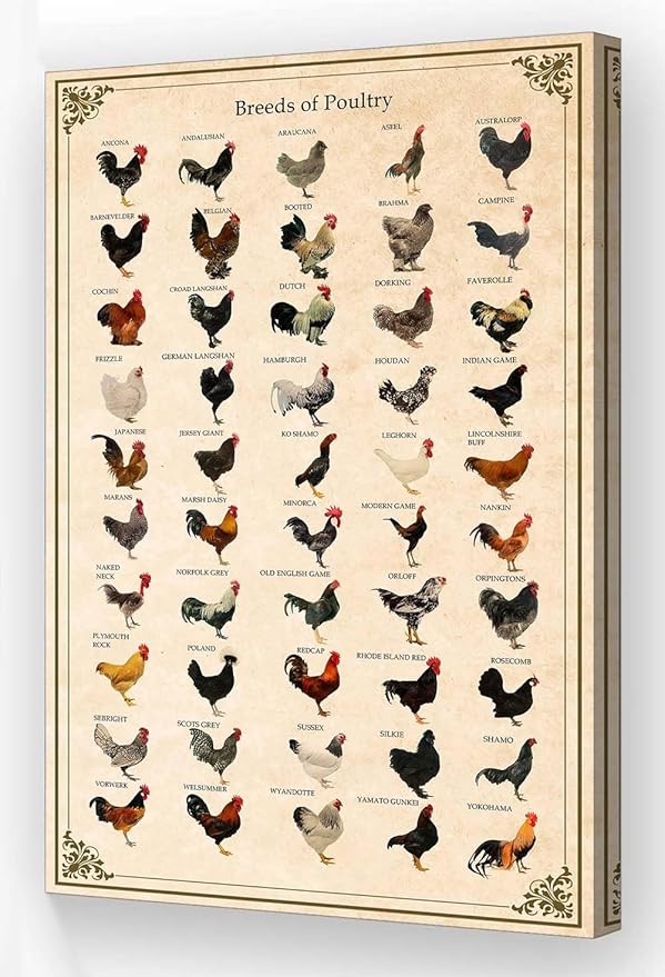 Wallpicss Chicken Poster Framed Educational Wall Art Canvas Print Breeds of Poultry Knowledge Poster Vintage Farm Animal Wall Decor Pictures 12x18 inches