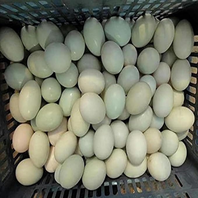 Automatic Egg Washer, Duck Egg Cleaners, Egg Treatment Plant for Fresh Eggs, Reusable Cleaning Tools for Egg Washer ~/