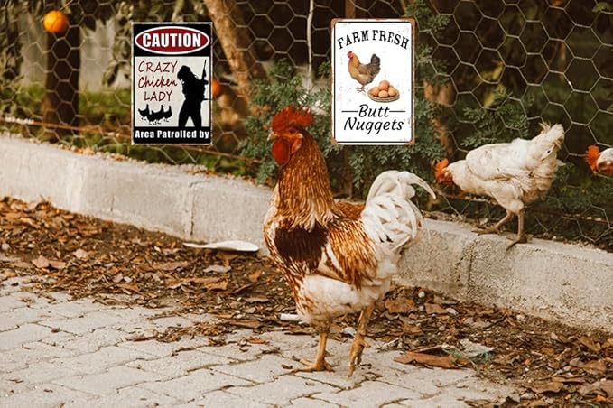 2pcs Funny Chicken Sign Vintage Metal Tin Signs Chicken Coop Accessories Lovers Gifts For Farm Yard Fence Decor Coop Caution Sign Outdoor Wall Decor 8×12 Inch