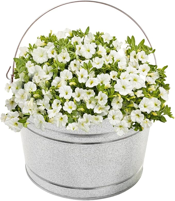 Behrens 4.25 Gallon Galvanized Steel Pail (1 Pail)