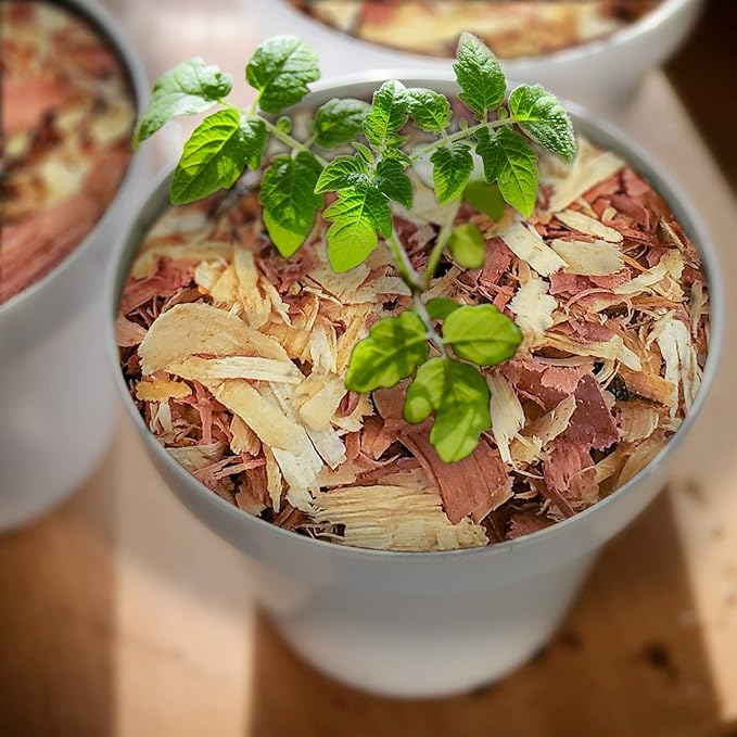 100% Natural Cedar Shavings | Mulch | Great for Outdoors or Indoor Potted Plants | Dog Bedding (Small)
