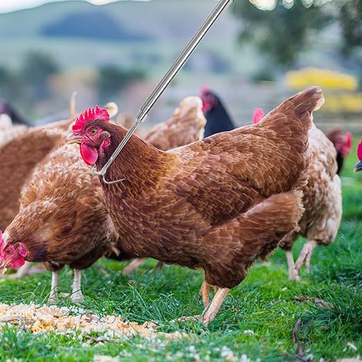 Chicken Catcher Net and Stainless Steel Hook Set for Outdoor Poultry Farming, Telescopic Handle with Thickened Mesh Net for Catching Chickens, Ducks, and Small Animals