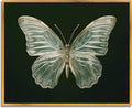 Vintage Butterfly Canvas Wall Art Morpho Butterfly Poster Dark Moody Sage Green Insect Prints Framed Antique Moth Painting Vintage Green Picture for Cottagecore Living Room Bedroom Decoration