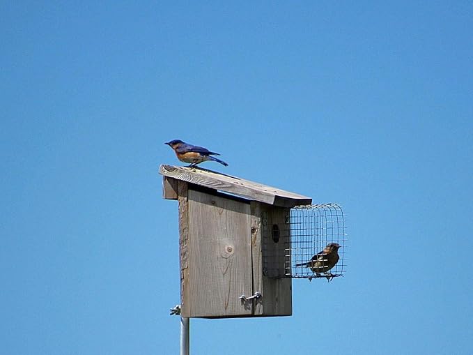 Flowing River Farm- Bird House Wire Entrance Predator Guard