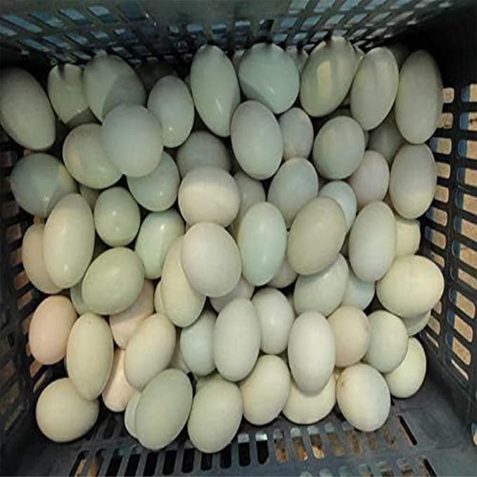 Electric Egg Washing Machine, Egg Washer Machine, Automatic Egg Washer Machine, 2300 Pcs/H Chicken Duck Goose Egg Egg Cleaner Wash Machine (Color : 220V)