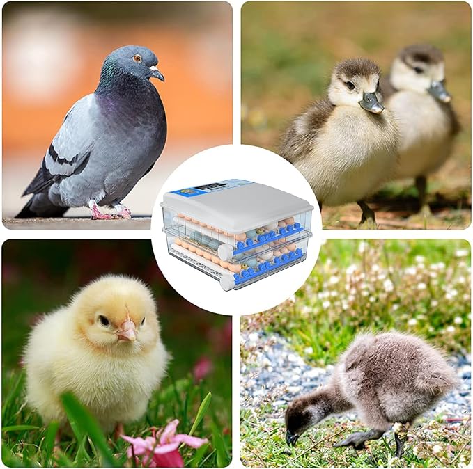 Egg Incubator Chicken Incubators for Hatching Eggs with Automatic Temperature and Humidity Control, Chick Brooder, Incubator Box Kit,36Eggs,64Eggs