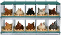 EAGLE PEAK 10-Hole Wall Mounted Chicken Nesting Box, Roll Away Hen Laying Box with Sloped Roof & Easy Clean Tray, Galvanized Steel for Backyard Chicken Coops (Green)
