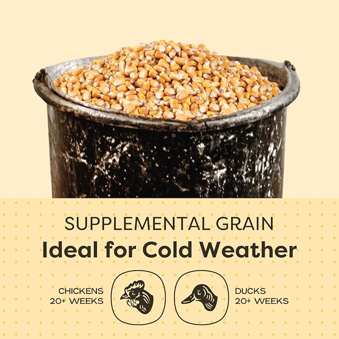 Scratch and Peck Feeds Whole Corn Chicken, Duck and Livestock Supplemental Grain - 7.5% Protein, Certified Organic and Non-GMO Project Verified Chicken Food - 40 lbs Bag