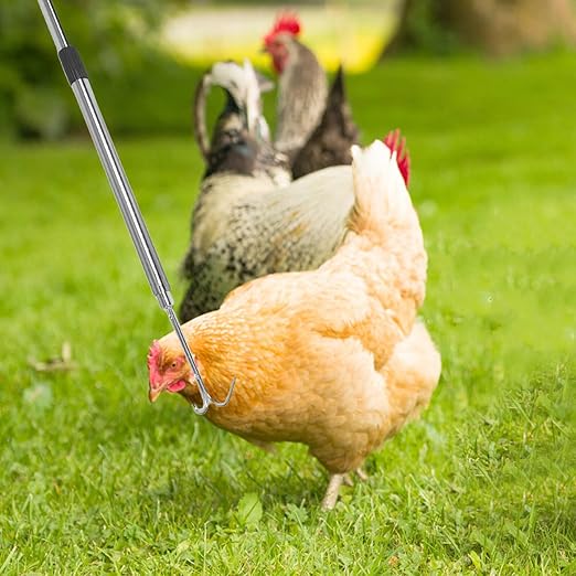 CHILDWEET Chicken Catching Net and Stainless Steel Telescopic Pole Set for Outdoor Poultry Handling with Sturdy Mesh Net and Hook, Suitable for Catching Chickens Ducks and Small Farm Animals
