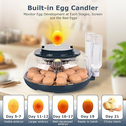Incubators for Hatching Eggs, 18 Eggs Incubator with Egg Candler, Auto Egg Turner, Temp Control &Humidity Display, Hatch Day, Auto Water Refill, 2 Size Egg Tray, 360° Viewing for Chicken, Duck, Quail