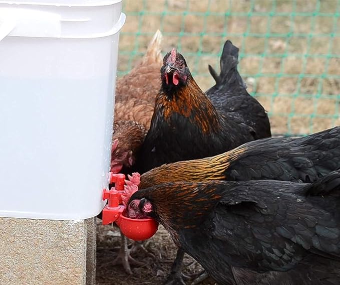RentACoop DIY Waterer Kit - Auto-Fill Cups with Inserts - Great for Chickens, Ducks, Geese, Turkeys, Peafowl, and Quail - 4 Pack + 1 Bonus Cup Included (Red, Pack of 4)