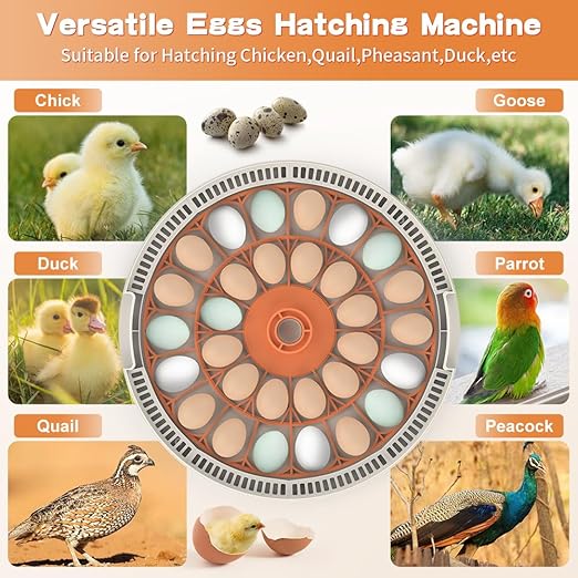 incubators for Hatching Eggs，30 Egg Incubator,Egg Incubator with Automatic Egg Turning，Incubator for Chicken Eggs，Chicken incubators for Hatching Eggs，Quail Egg Incubator