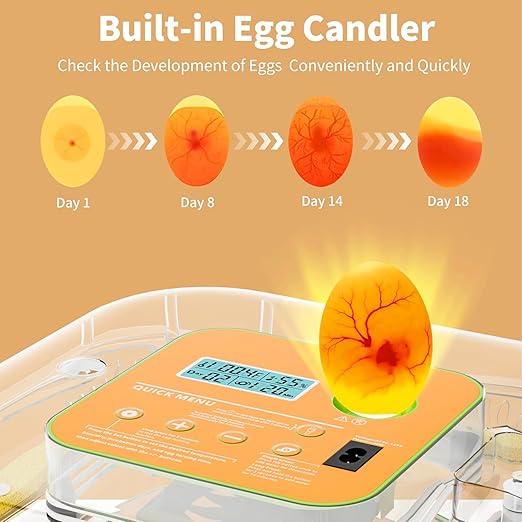 Incubator for Hatching Eggs, Temperature and Humidity Control, Automatic and Adjustable Egg Turning & Incubation Day, Built-in Egg Candler, 12 Egg Incubator for Hatching Chicken, Duck, Turkey, Bird