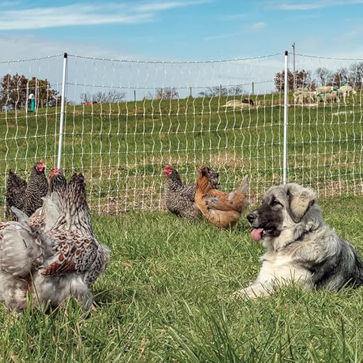 Premier 1 PoultryNet® Plus, 42"H x 100'L Portable Electric Fence with Extra Line Posts to Reduce Sag | Double Spike for Added Stability | White/Black Fence for Chickens, Ducks, Geese