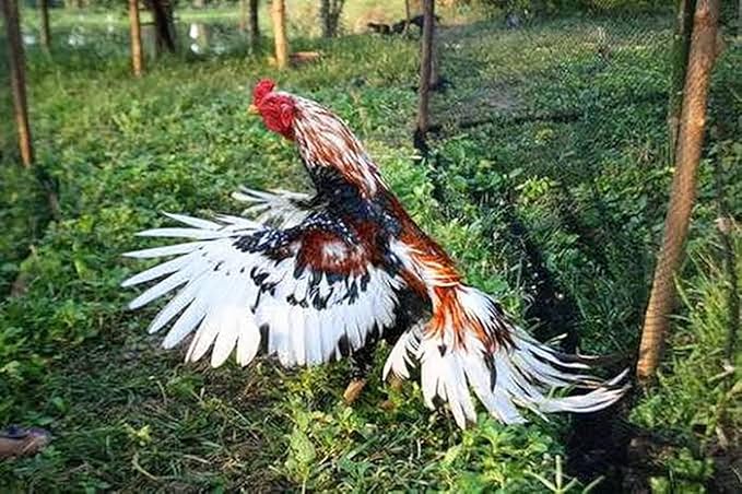 A.D.P. R4 Chicken Supplies Spur & Leg Protect Red Blue 2 Pair, Chicken Mitt Safety Poultry Hen Botas para GALLOS BREEDING, Best Rubber