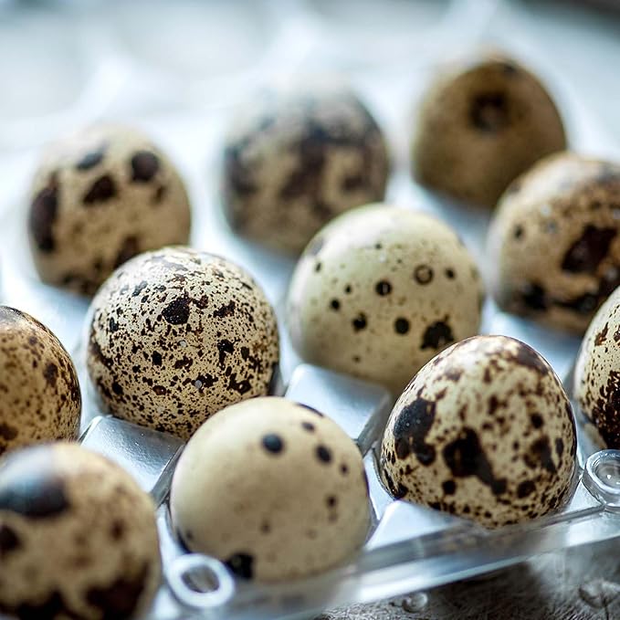 JAPCHET 200 Pack 12 Grid Quail Egg Cartons, Reusable Quail Egg Cartons Cheap Bulk, Stackable Plastic Quail Egg Container for Quail Eggs