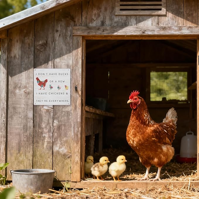 Funny Chicken Coop Decor Outdoor Farmhouse Decor Chicken Lady Gifts For Garden Home Kitchen 8×8 Inches Tin Sign