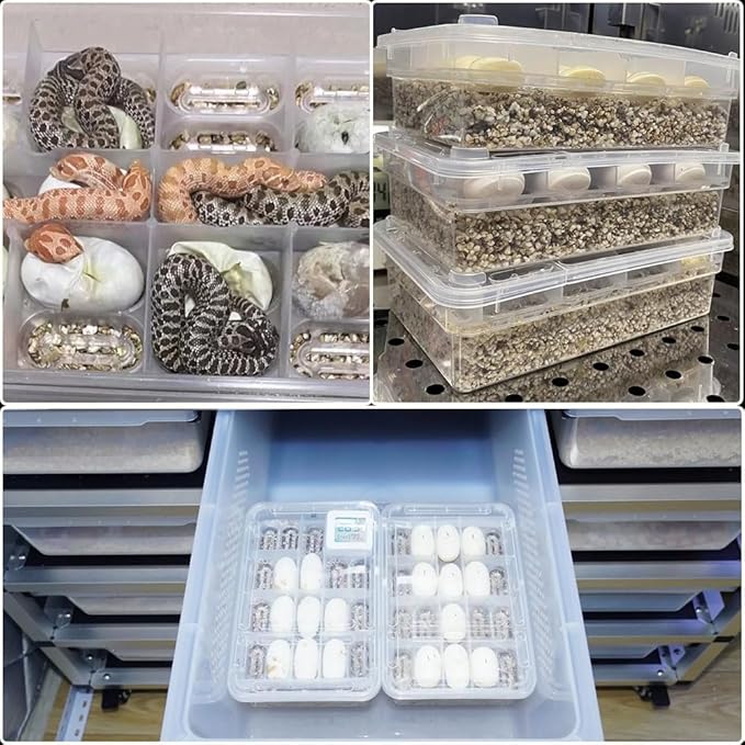 20 Grids Reptile Breeding Box, Reptile Egg Incubator Plastic Reptile Egg Incubator Tray Amphibians Hatchery Box Case for Hatching Gecko Lizards Lions Mane Without Thermometer