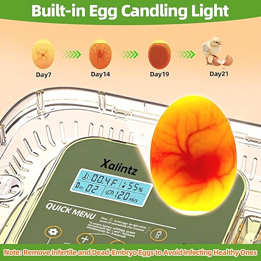 Automatic 12 Egg Incubator - Digital Temperature/Humidity Display, Hatch Day Countdown, Auto Egg Turner & Candler with 360° View for Hatching Chicken, Duck, Quail Eggs