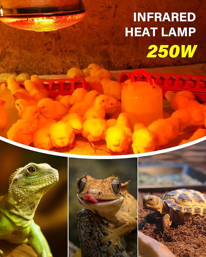 Heat Lamp Bulbs for Chickens Coop Brooder,250 Watt Reptile Heat Lamp Bulb Infrared Red Light for Chicks,Birds,Ducks,Dogs,Cats (Heating Lamp Not Included)
