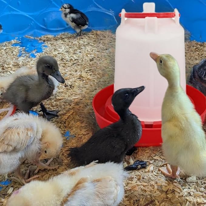 DoubleWood Plastic Poultry Drinker Chick Waterer Kit 1.5 L Waterer Hanging Poultry Water Container (2)
