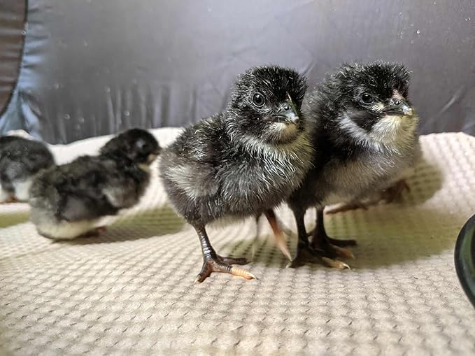 Incubator Warehouse Replacement Liner Insta Brooder™ - Durable Absorbent Paper Board Chick Brooder Liner - Textured Disposable Liners with Firm Footing - Play Pen 20 Pack Liner