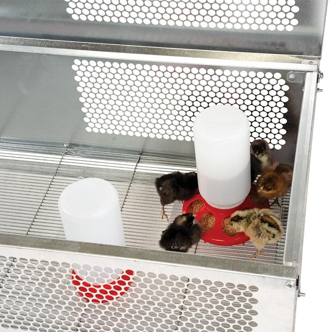 Stromberg's Stand-Up Chick Brooder, Durable Galvanized Steel & Wire, Ventilated Poultry Habitat, Easy Cleaning & Maintenance, Holds Up to 50 Chicks, Heat Lamp Stand Included (Lamp Sold Separately)