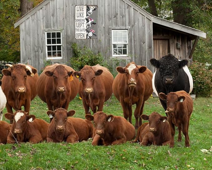 Vintage Cow Decor Sign Live Like Someone Left The Gate Open Tin Sign for Home Farm Fence Bathroom Bedroom Wall Decor 8x12 Inches (3098)