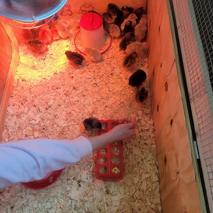 Ben's E-Z Brooder