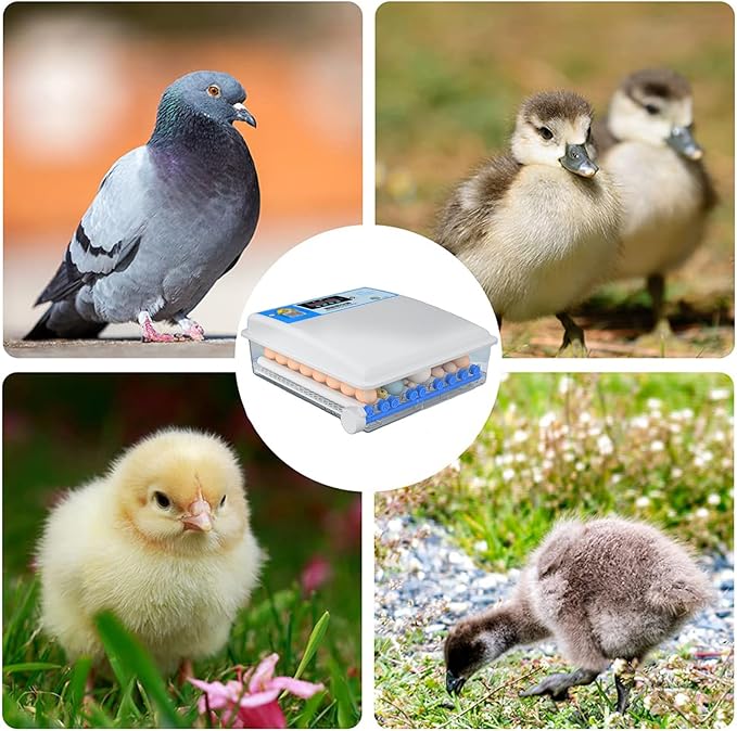 Egg Incubator Chicken Incubators for Hatching Eggs with Automatic Temperature and Humidity Control, Chick Brooder, Incubator Box Kit,36Eggs,64Eggs