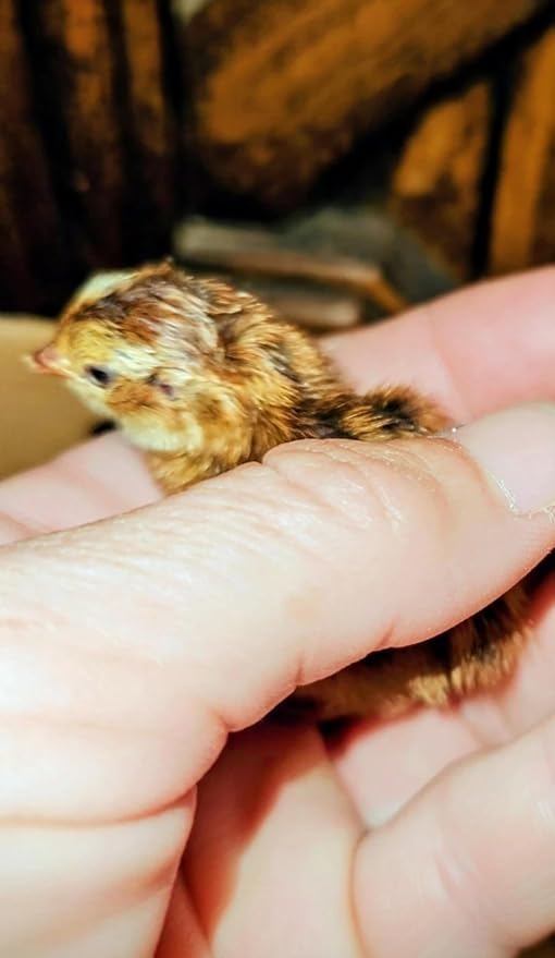 12 Showline Celadon Quail Hatching Eggs – Jumbo Showline Exotic Coturnix – Mixed Varieties – Farm Fresh & High Hatch Rate – LSJ Farms - Ultra Rare