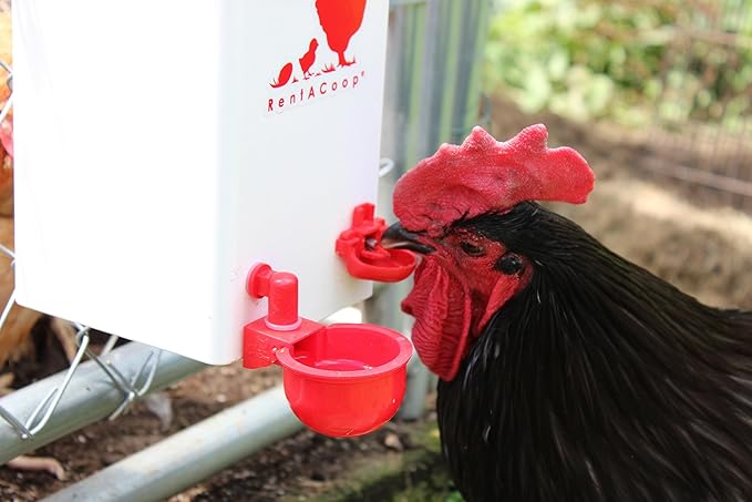 RentACoop 1 Gallon Chicken Waterer with 2 Auto-Fill Cups, Horizontal Nipples and Anti-Roost Cone - Suitable for Chicks, Chickens, Quails, Pigeons and Gamebirds