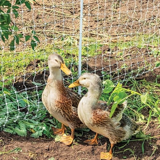 Premier 1 PoultryNet® Plus, 42"H x 100'L Portable Electric Fence with Extra Line Posts to Reduce Sag | Double Spike for Added Stability | White/Black Fence for Chickens, Ducks, Geese