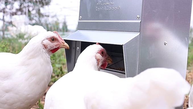 RentACoop Metal Trough Feeder with Lid - Outdoor Use, Rainproof - Suitable for Chicken, Bantams, Poultry, Pheasants, and Turkey - 10lb Capacity