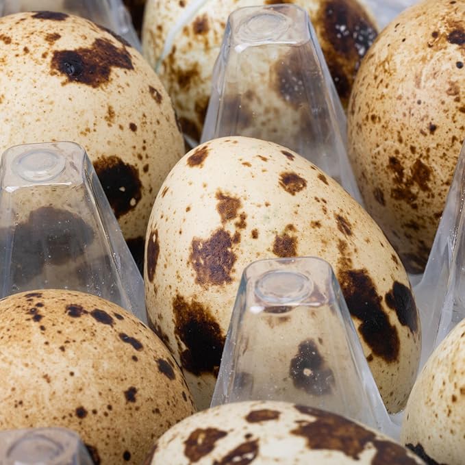 MANCHAP 100 Pack 12 Grids Quail Egg Cartons, Plastic Quail Eggs Holders, Small Trays Stackable Storage Dispenser Case for Small Quail Eggs, Pigeon Eggs, Clear