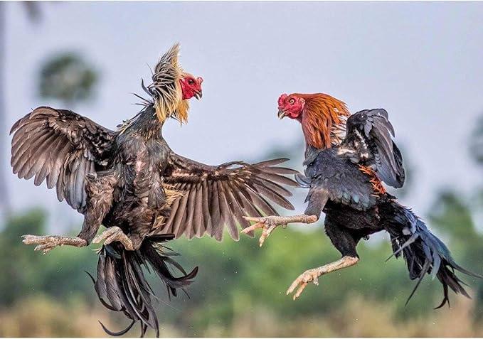A.D.P. R5 2Pairs Red & Blue Color, Rooster Booster Chicken Mitt Safety Poultry Bird Botas para GALLOS BREEDING Supplies Leg Protect & Care, Best Rubber