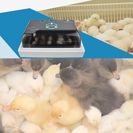 Egg Incubator with Automatic Turning, Digital Poultry Hatcher for 12-35 Eggs, Egg Candling, Temperature Control for Chickens, Ducks, and Quails