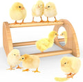 Mini Chick Perch with Mirror, Strong Bamboo Roosting Bar for coop and brooder, Training Perch for Baby Chicks, El Pollitos, La Pollita, Easy to Assemble and Clean, Fun Toys for Chick