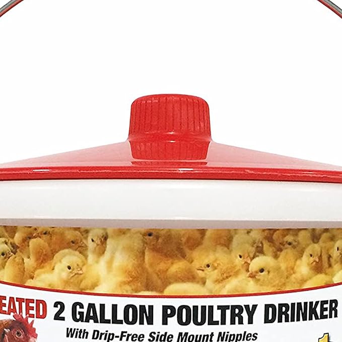 Farm Innovators 2 Pack Heated Chicken Waterer, Poultry Drinker Bucket, 2 Gallon