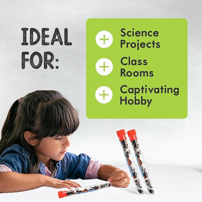 1 Tube of Live Ants Plus Ant Food, Honey Treat, & Book, Ant Habitat Kit Refill