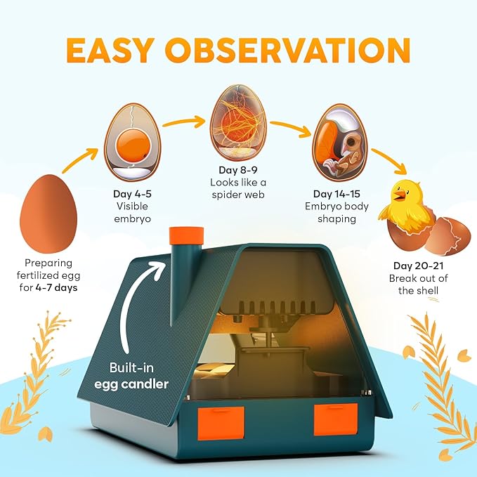 Incubator for Hatching Eggs - Ideal for All Ages - Automatic Turner and Humidity Control - Integrated Candler - 10 Eggs - Okkobi M10 - Green & Orange