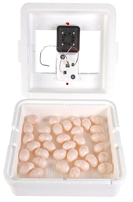 Little Giant® Digital Circulated Air Incubator | 41 Eggs | Egg Incubator with Fan, Temperature and Humidity Control | Hatching Eggs