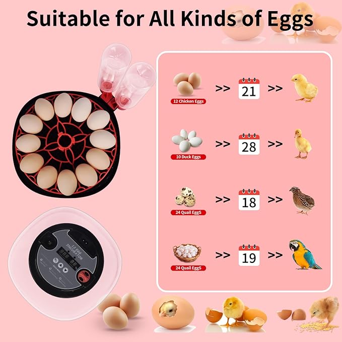 Incubators for Hatching Eggs with Automatic Egg Turning,Temperature & Humidity Control, Come with Egg Candler, External Water Bottles 360° Clear View Incubator for Hatching Chicken Eggs Quail Duck